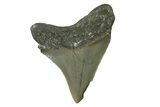 Serrated, Juvenile Megalodon Tooth - North Carolina #338532-1